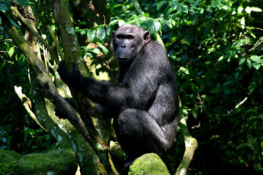 chimpanzee trekking alternatives