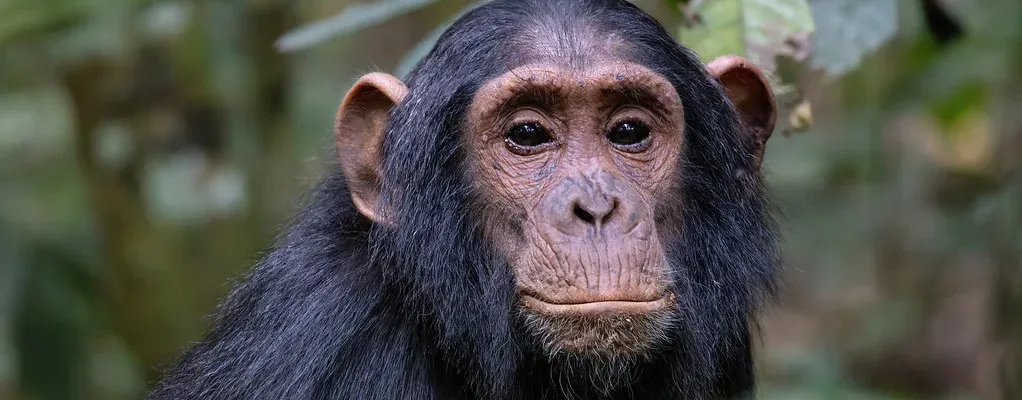 Types Of Chimpanzees