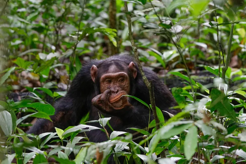 things to do after chimpanzee trek