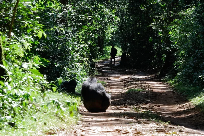 destinations in uganda for chimpanzee