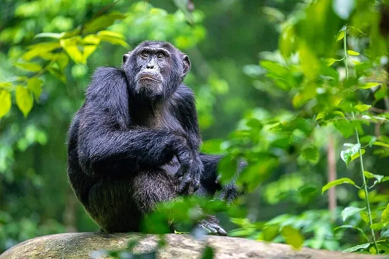 Kalinzu Chimpanzee Trekking