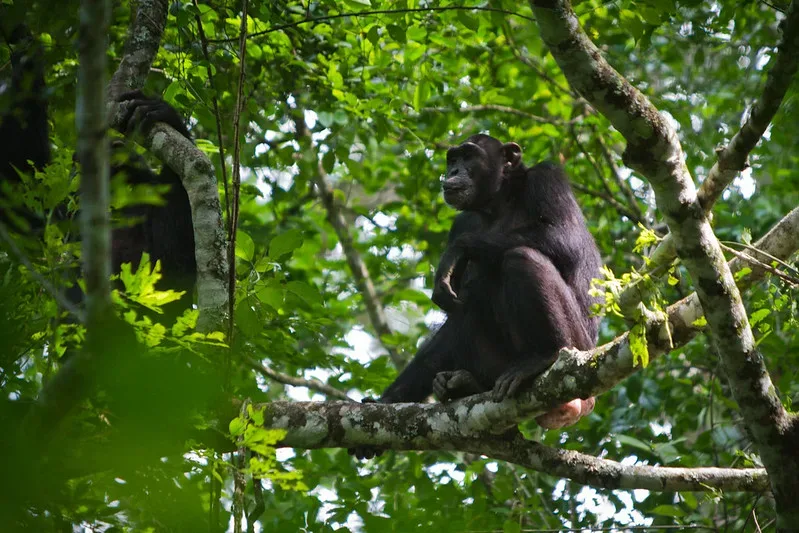 chimpanzee trekking in budongo