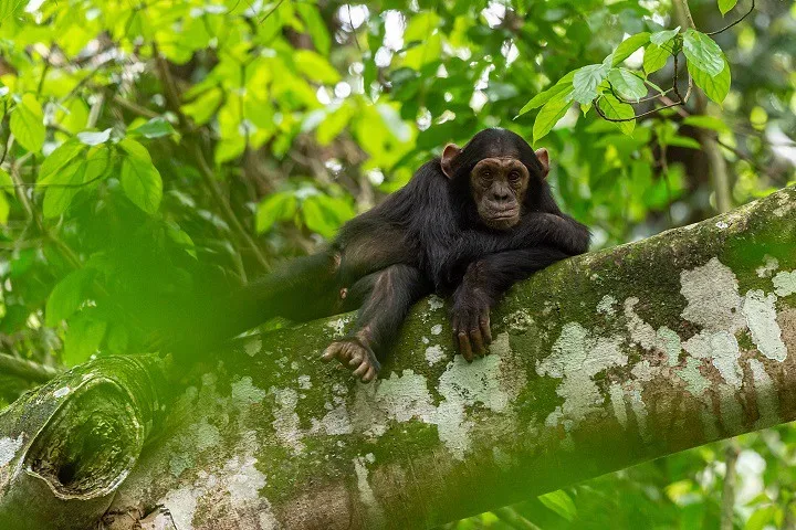 Gorilla & Chimpanzee Permit